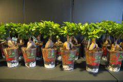 MAINNOVA II EDICIÓN