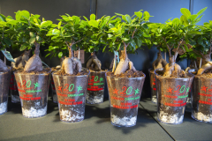 MAINNOVA II EDICIÓN